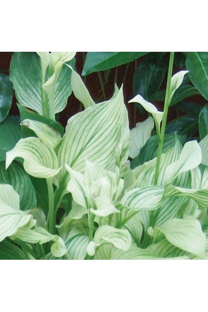 Висота хости Вайт Фезер